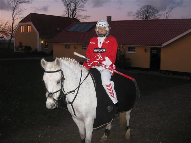 Welsh Cob (sec D) Silvermoon - Er på vej over i ridehuset og ride ringridning  billede 6