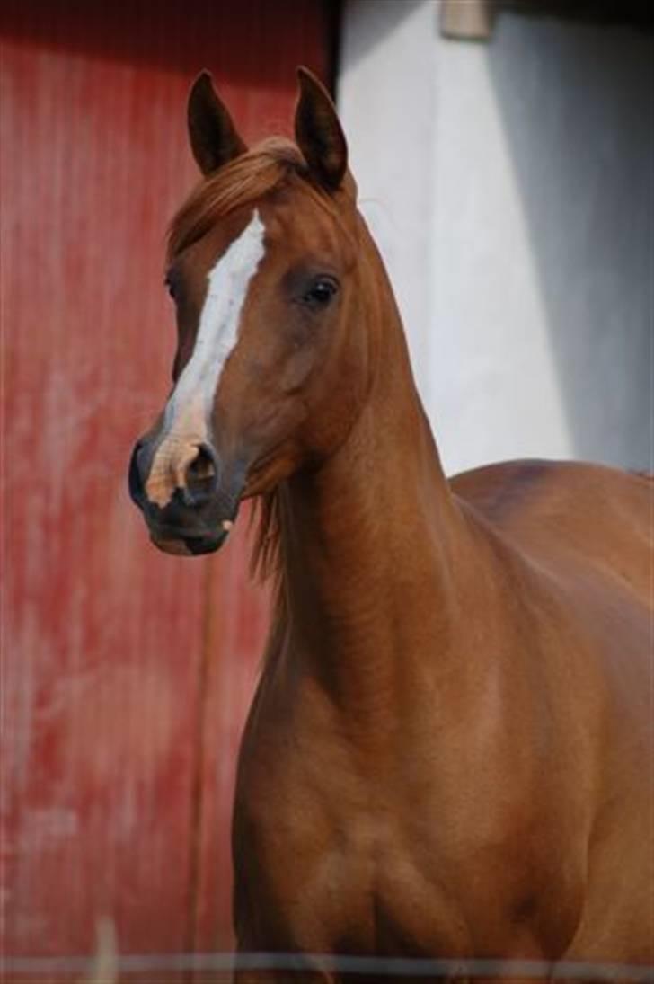 Arabisk fuldblod (OX) Mercedes ox  - Velkommen til min profil.... billede 1