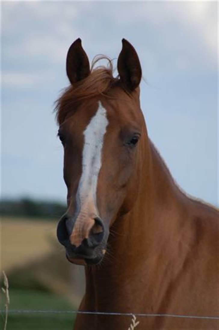 Arabisk fuldblod (OX) Mercedes ox  billede 2