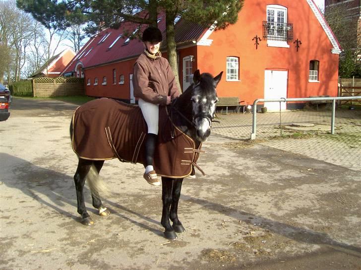 Anden særlig race pegasus*solgt* - samme dag som megamusen skal til fyn billede 13