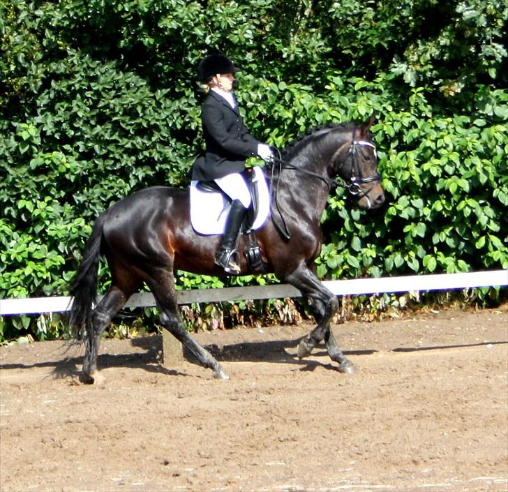 Tysk Sportspony King Louis S [AVLSHINGST] - distirktmesterskaberne for hold 2009 :-* <3 billede 20