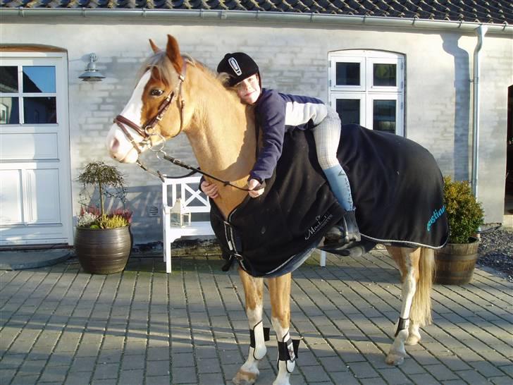 Welsh Pony (sec B) Bastiaan billede 17