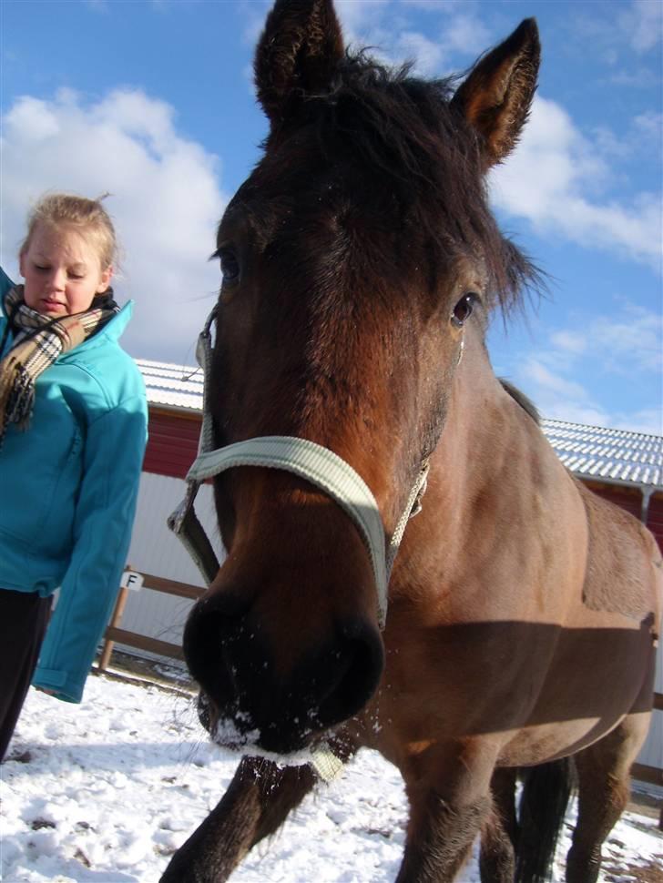 Anden særlig race Mister Mani - Vinteren 2008, løs på banen :-)
*taget af ida j* billede 5