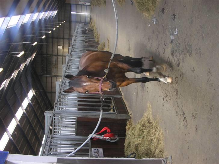 Traver Believe On Me !DØD! :'( - Super dejlig dreng.. Godt nok tigger han lidt, men er han ikke dejlig?? <3 billede 13