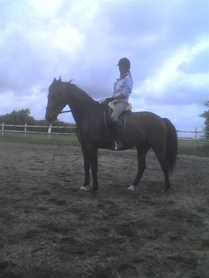 Dansk Varmblod Adelaid / Landi - Landi og jeg da hun lige var kommet hjem fra sommergræs. rider hos Olav. 11.07.08 billede 1