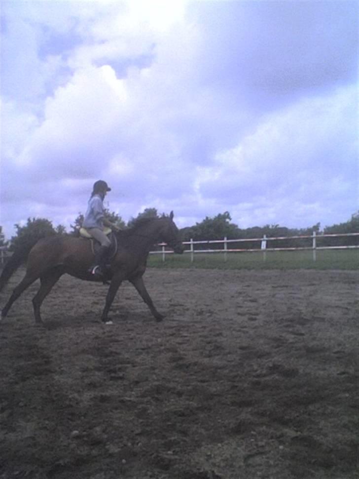 Dansk Varmblod Adelaid / Landi - Hos Olav 11.07.07 Lige da hun var kommet hjem fra sommergræs. billede 2