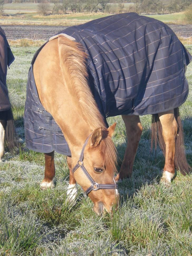 Anden særlig race Shadow af Grandlygard RIP - #20 Min prinsesse, jeg vil forevigt og altid elske dig! Du betyder aller mest i hele denne verden for mig.. Du er og bliver min aller bedste ven! Jeg elsker dig! billede 20