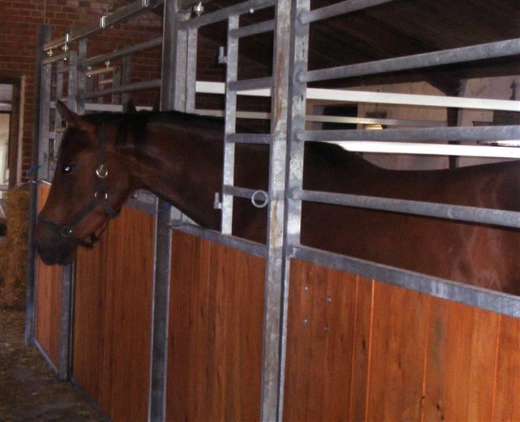 Dansk Varmblod Adelaid / Landi - Landi en dag i boksen. Øv det er kedeligt vejr udenfor! Øv Øv Øv billede 3