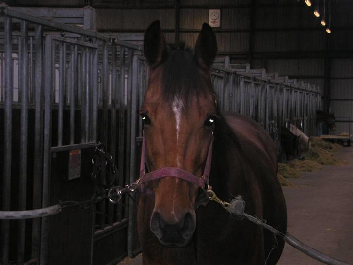 Traver Believe On Me !DØD! :'( - Må jeg få noget af den lakrids slikkesten, du har bag kameraet? billede 14