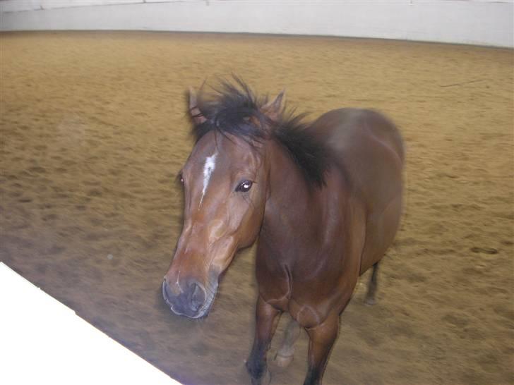 Traver Believe On Me !DØD! :'( - Kom ind i ridehallen i stedet for at løbe på den der barierre!! billede 17