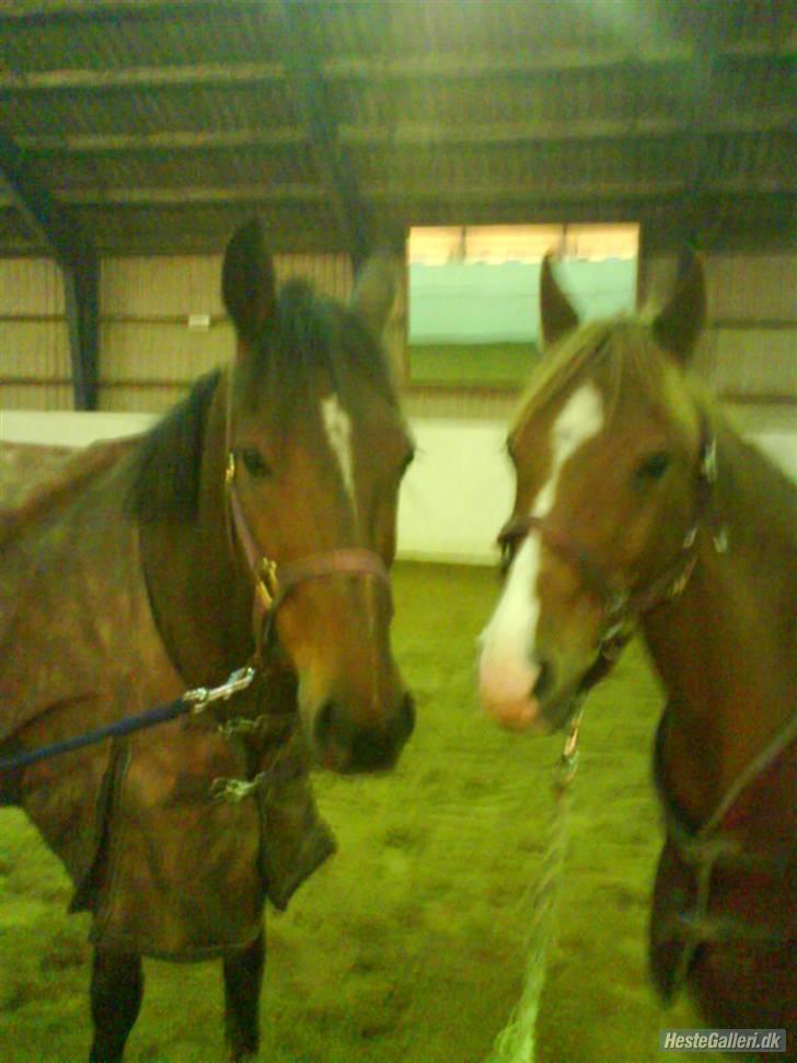 Traver Believe On Me !DØD! :'( - Apollo & Believe i hallen i vinters, da han begyndte at blive halt.. Best Frineds <3 Apollo er også herinde.. :) billede 20