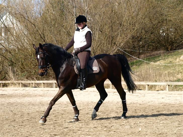 Dansk Varmblod Rubina Imhoff "Rubbies" - D. 29-03-09 billede 9