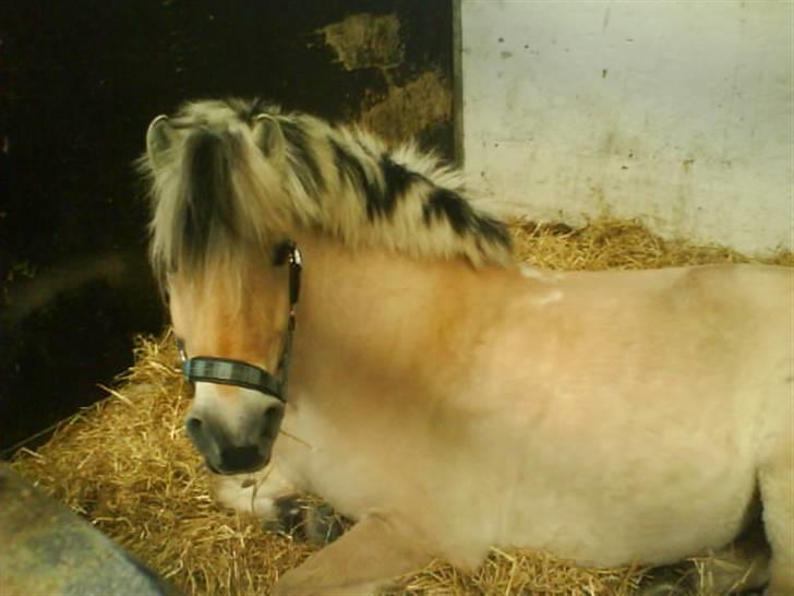 Fjordhest Mai billede 12