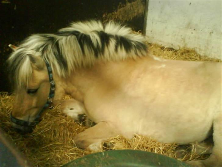 Fjordhest Mai billede 13