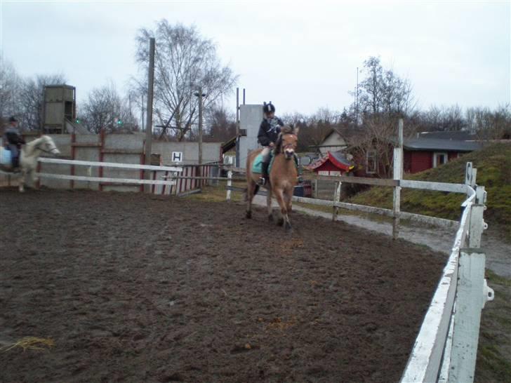 Anden særlig race Tyson <33   - mig og tysse der traver <3 foto: frida billede 17