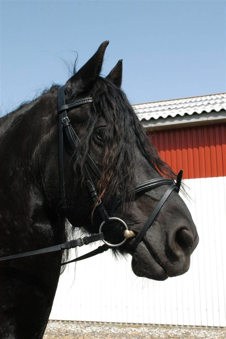 Frieser Evert fän Bartlehiem - Zafir´s smukke hoved <3 Stævne i VAS d. 31. maj :b billede 20