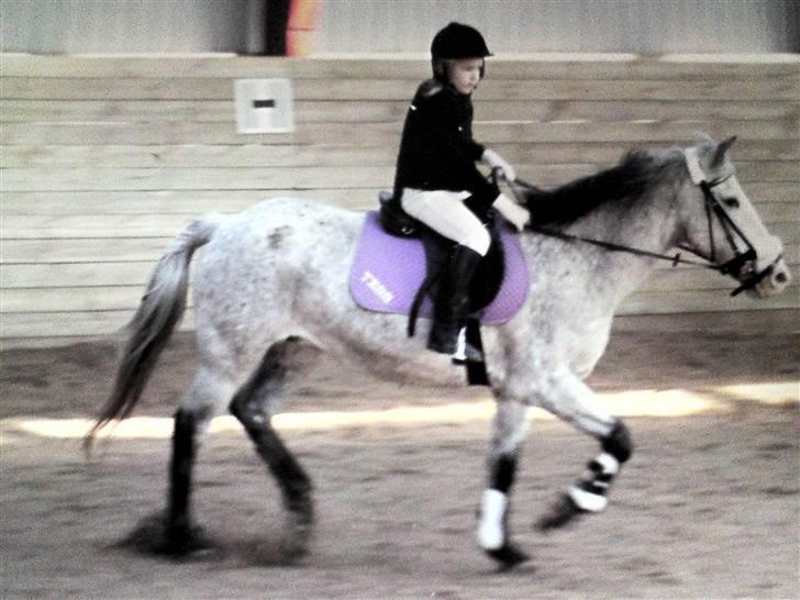 Anden særlig race Tess af VSR <33 R.I.P :'( - til springstævne haha<3 smukke pony<3 billede 19