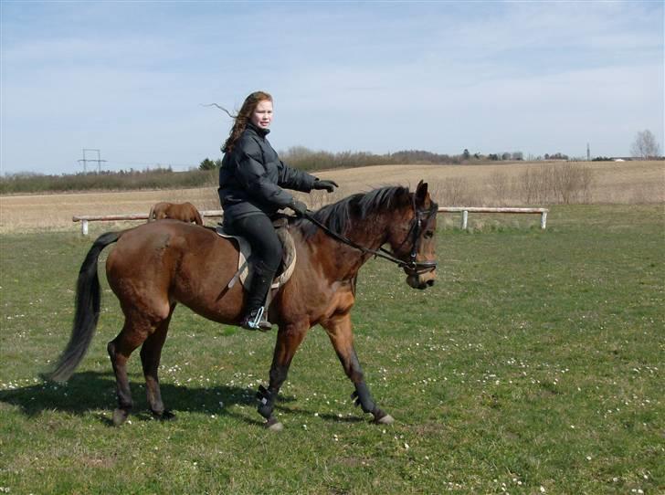 Anden særlig race Chiquitha R.I.P minskath† - Lige lidt mere dressur med min lille pony. Hun er bare så smuk billede 2