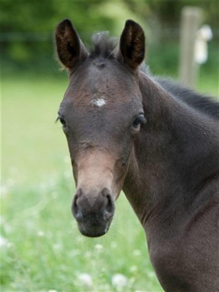 Dansk Varmblod Fistina billede 1