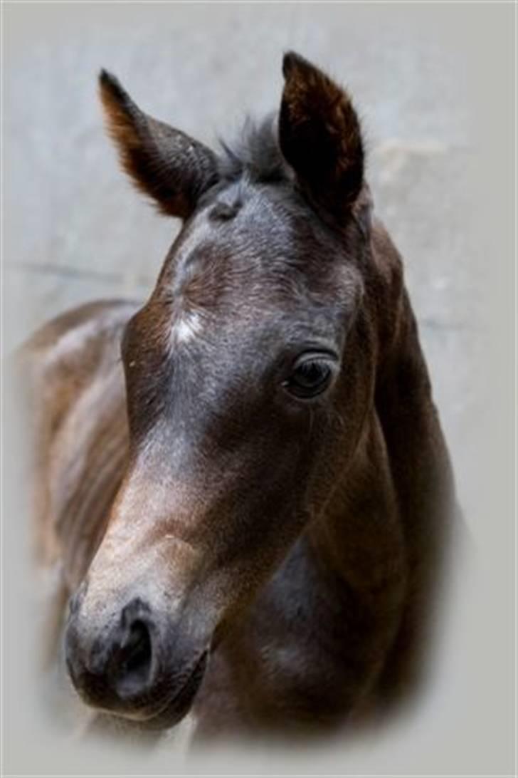 Dansk Varmblod Fistina billede 2