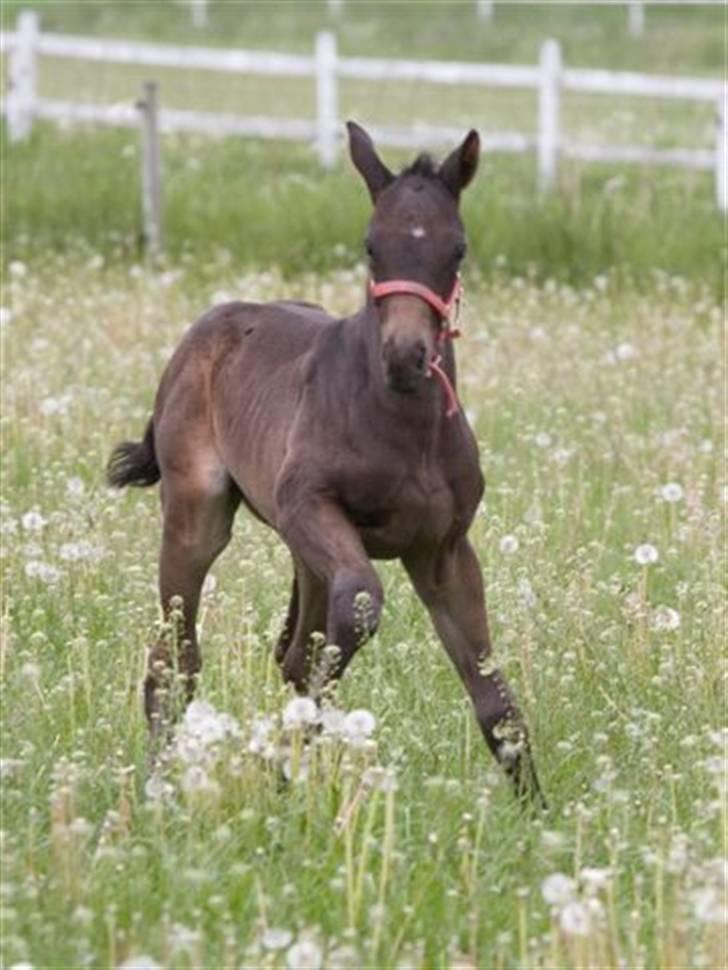 Dansk Varmblod Fistina billede 3