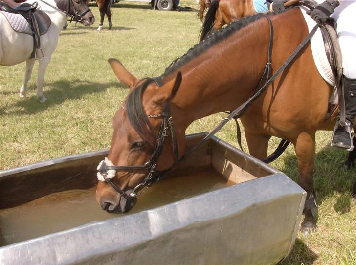 Anden særlig race Chiquitha R.I.P minskath† - Hun blev lidt tørstig til ringridning:) bag efter billedet blev taget nikkede hun og jeg fik vand i hovedet og på mine ridebukser:) billede 5