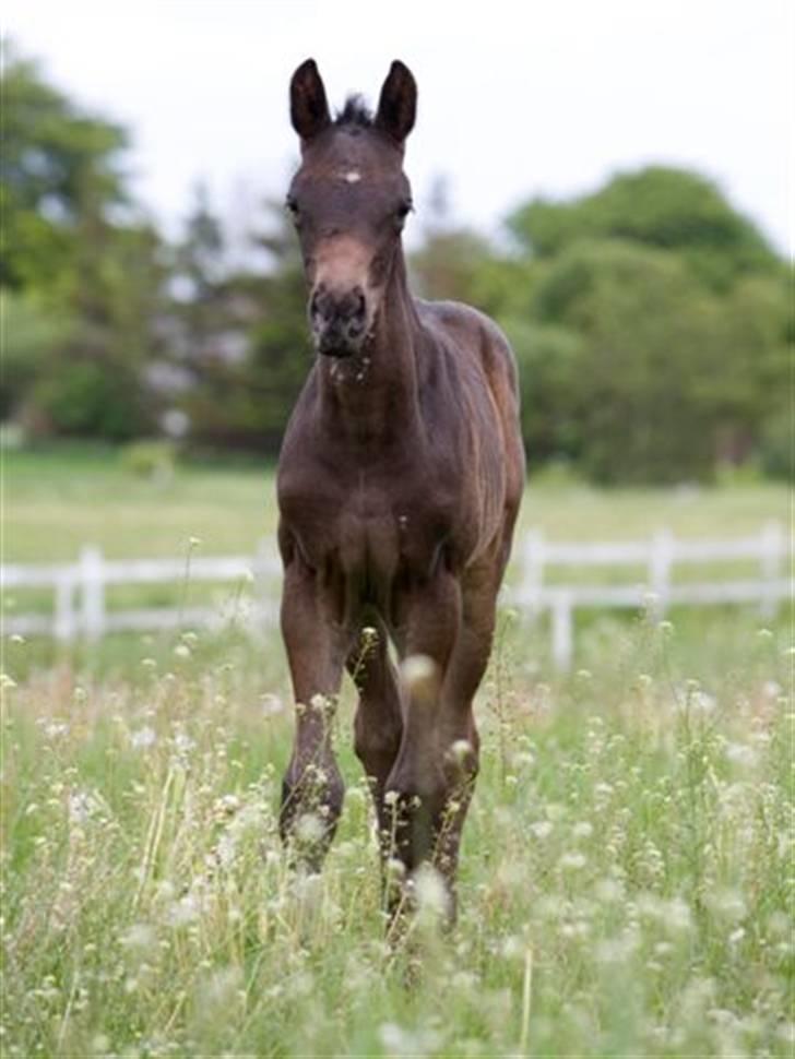 Dansk Varmblod Fistina - Fistina er ude at lege billede 5
