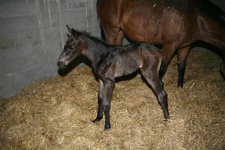 Dansk Varmblod Fistina - Fistina lige efter hun er blevent født billede 6