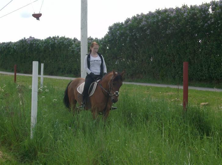 Anden særlig race Chiquitha R.I.P minskath† billede 6