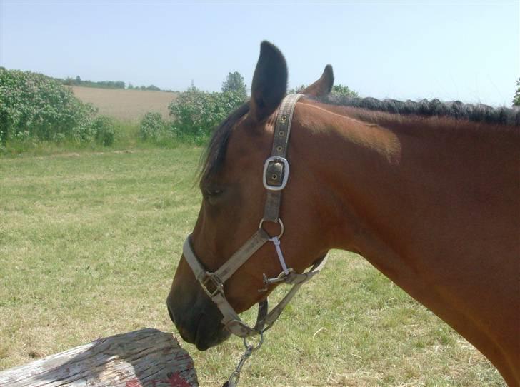 Anden særlig race Chiquitha R.I.P minskath† - Står og har pause til ringridning>:) billede 7