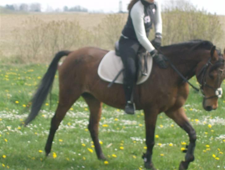 Anden særlig race Chiquitha R.I.P minskath† - Her løber vi igennem ringriderbanen, som vi også skal den 31maj billede 10