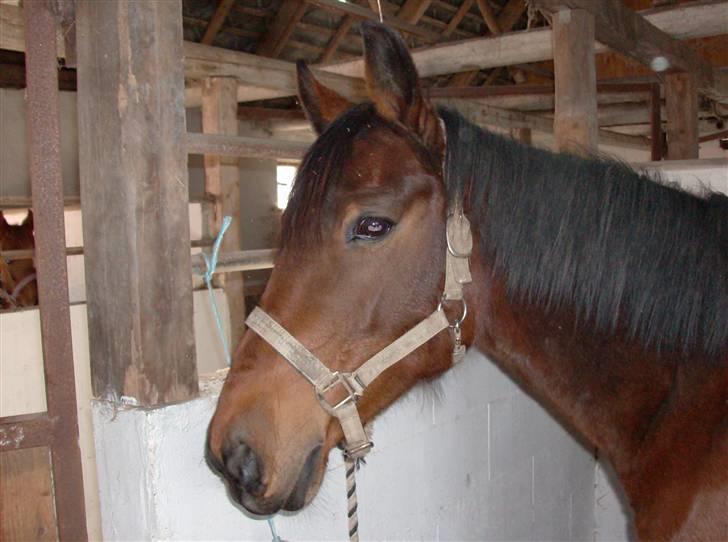 Anden særlig race Chiquitha R.I.P minskath† - Her står hun i stalden, hun er bare så smuk billede 11