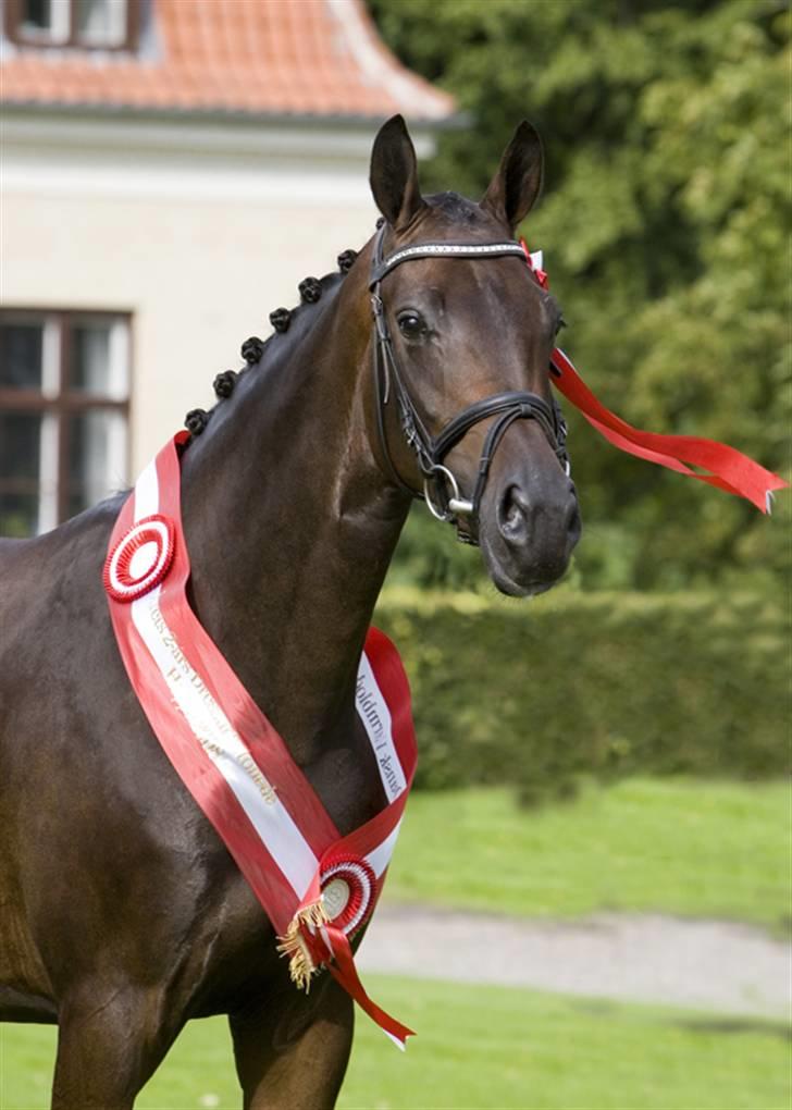 Dansk Varmblod Esandri - og vi laver lige et bukkespring billede 1