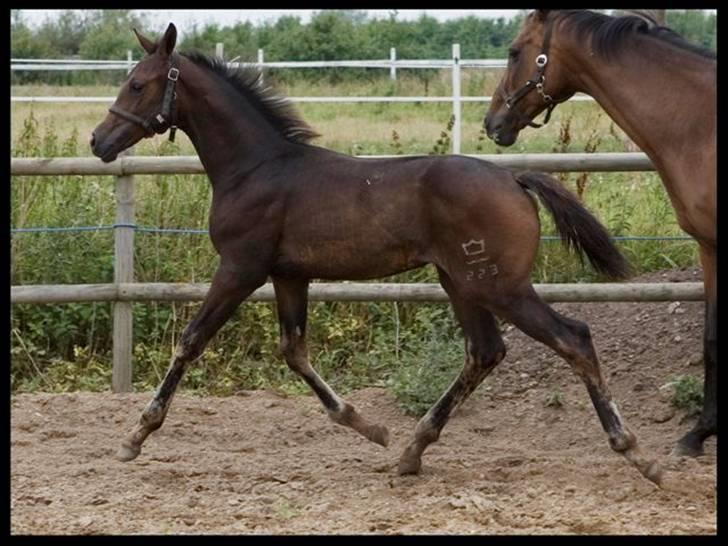 Dansk Varmblod Esandri - og Esandri igen billede 2
