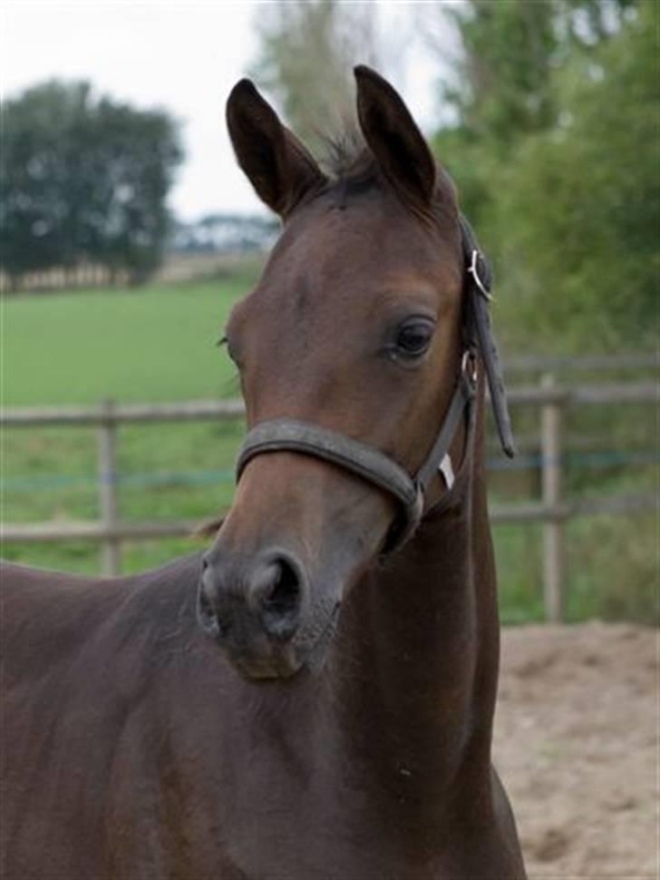 Dansk Varmblod Esandri billede 3