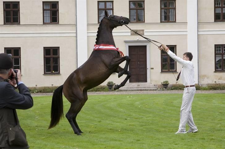 Dansk Varmblod Esandri billede 4