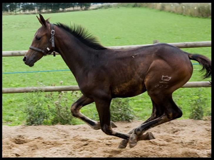 Dansk Varmblod Esandri - Esandri i fuld galop billede 5
