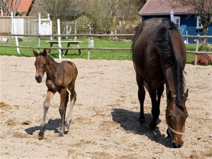 Dansk Varmblod Esandri - Esandri og Champo billede 6