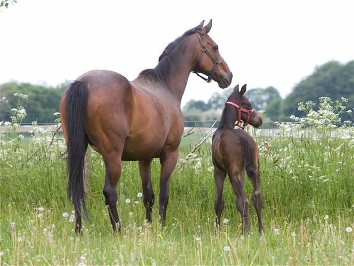 Fuldblod (XX) fabrix miss Champo billede 6