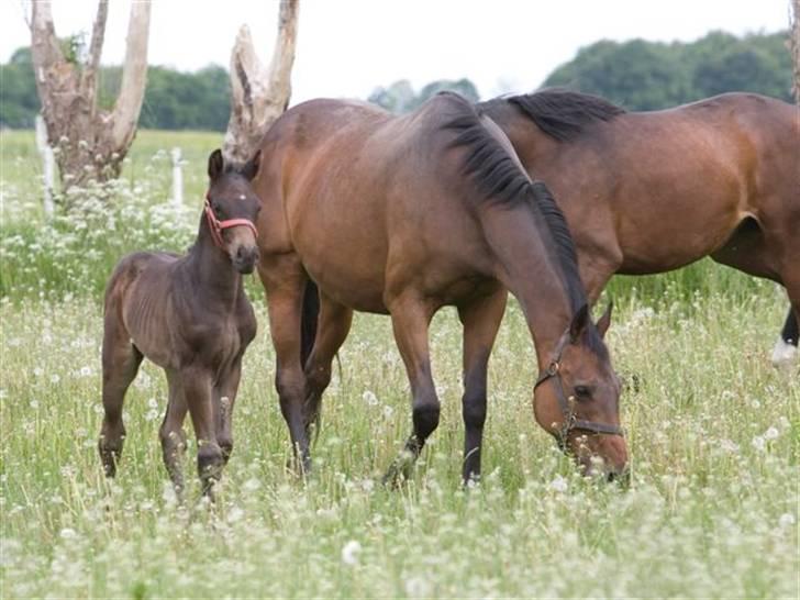 Fuldblod (XX) fabrix miss Champo billede 7