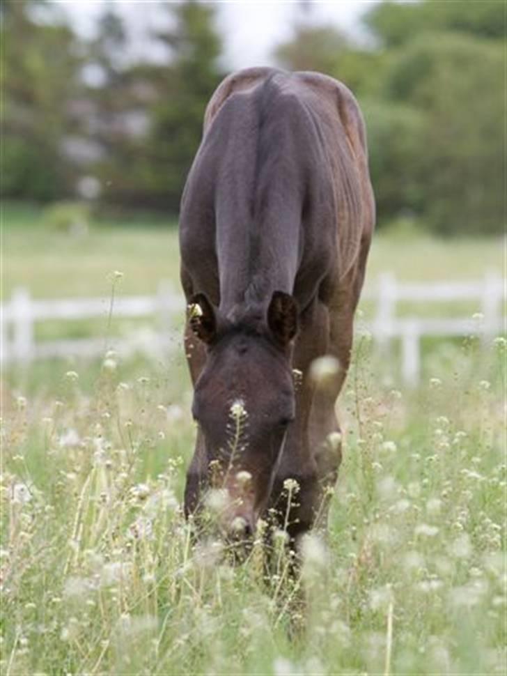 Dansk Varmblod Fistina billede 7