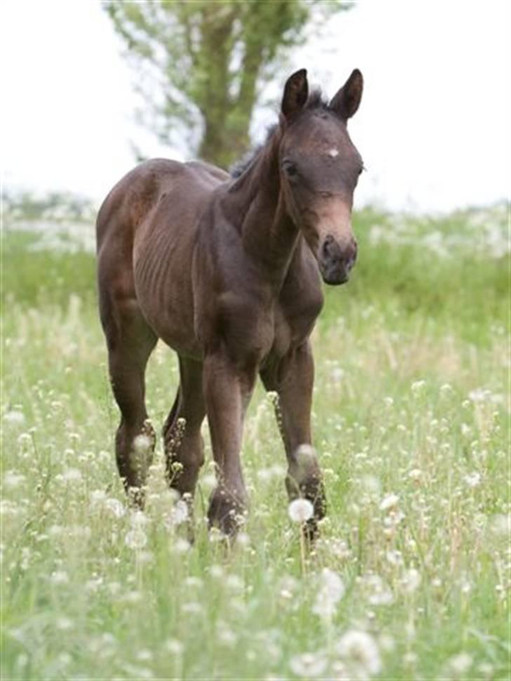 Dansk Varmblod Fistina billede 8