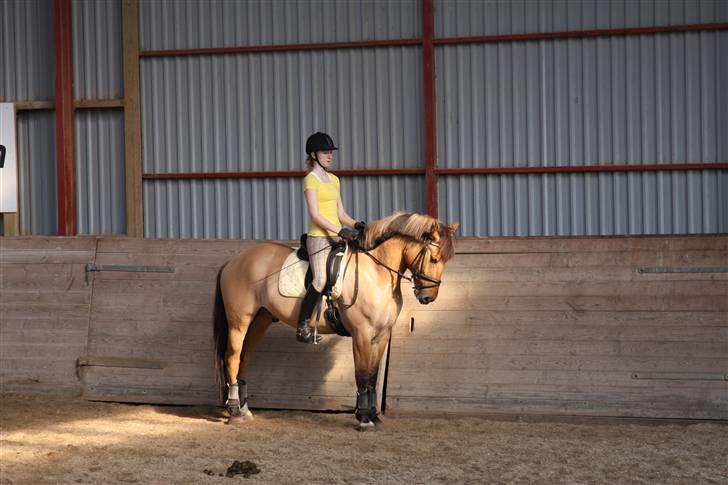 Anden særlig race Grønagergårds Ricki - 17) Min fine lille pony billede 17