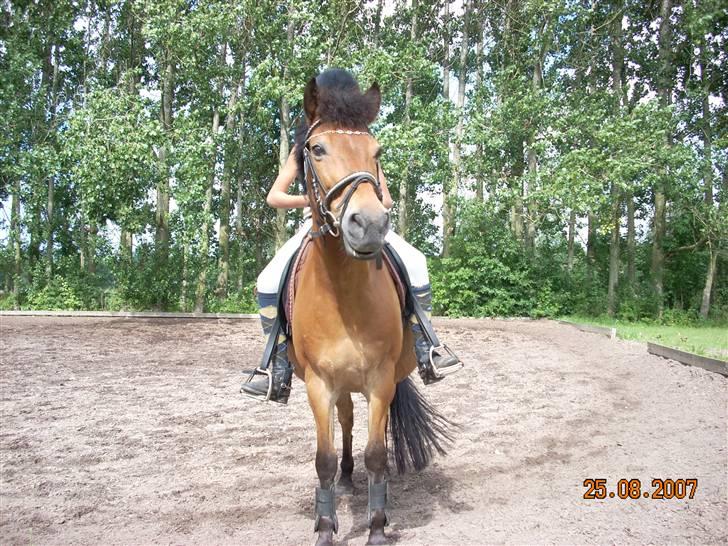 Anden særlig race Buster Larsen *SOLGT* - Ham kan man da ikke stå for? <3  billede 10