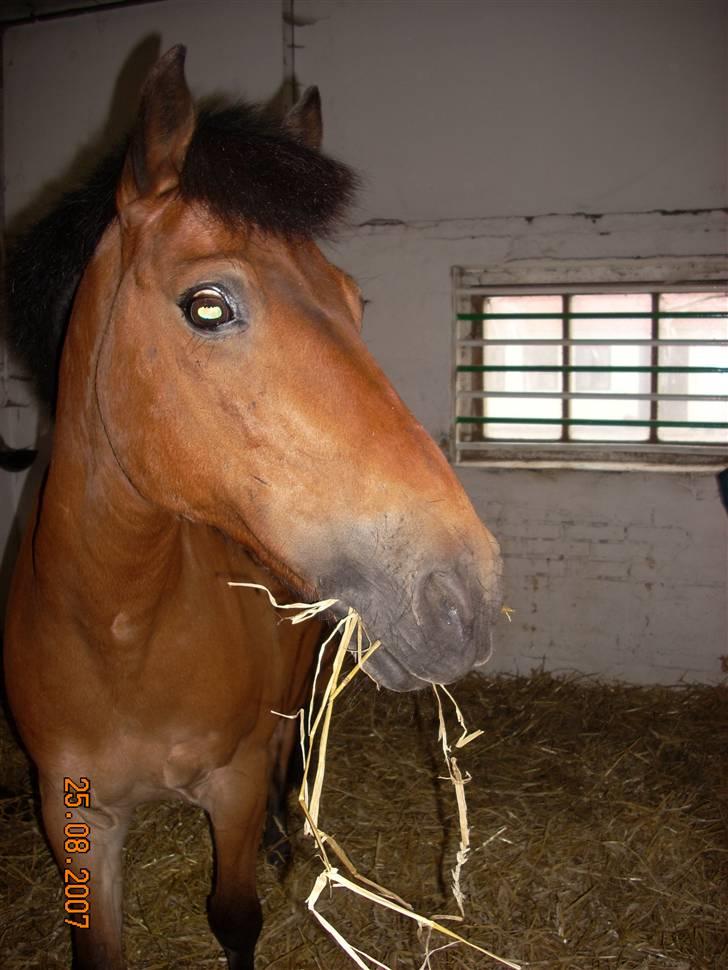 Anden særlig race Buster Larsen *SOLGT* - Hej ? :b  billede 12