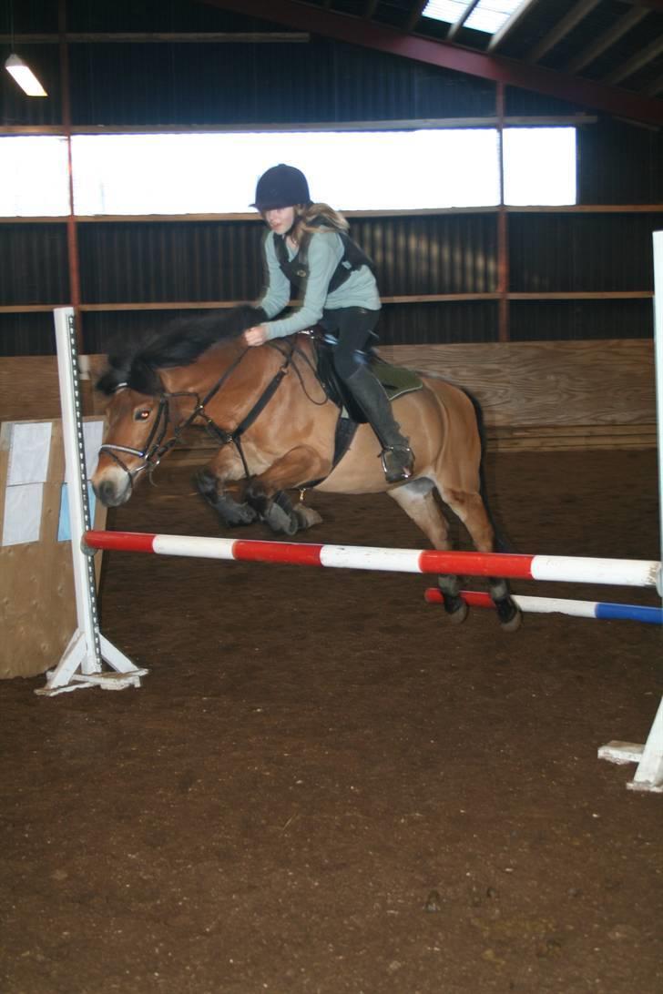 Anden særlig race Buster Larsen *SOLGT* billede 13