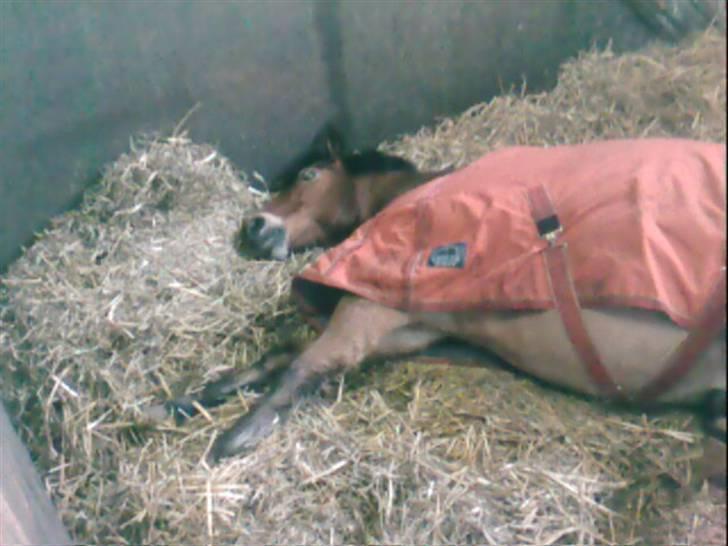 Anden særlig race Buster Larsen *SOLGT* - Buster tager en slapper ;p  billede 14