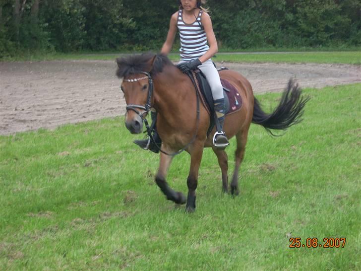 Anden særlig race Buster Larsen *SOLGT* - Uha nu må jeg endelig trave af! :-O  billede 15