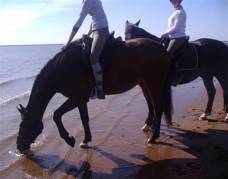 Dansk Varmblod Adelaid / Landi - Landi, Katrine, Lille og jeg ved Sjeldborg strand:D Landi skulle lige smage på vandet før hun gik ud i det :D<3 billede 6