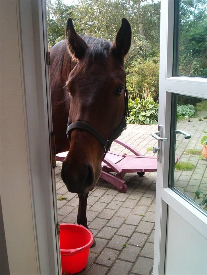 Dansk Varmblod Adelaid / Landi - Landi en dag hende og karisma græssede i haven, hun syntes lige hun ville kigge indenfor :)<3 billede 7